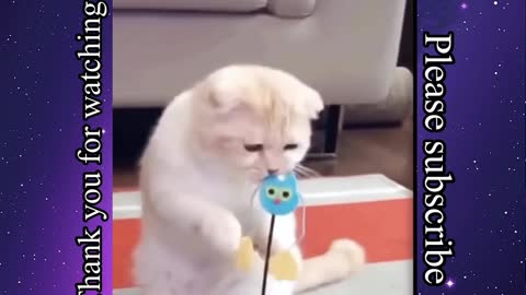 You will laugh 😂funny animals video funny cat funny dog reaction and fight you can’t stop laughing