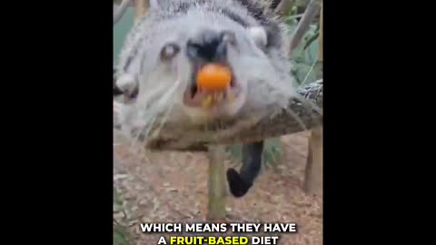 Binturong | A Popcorn Bear
