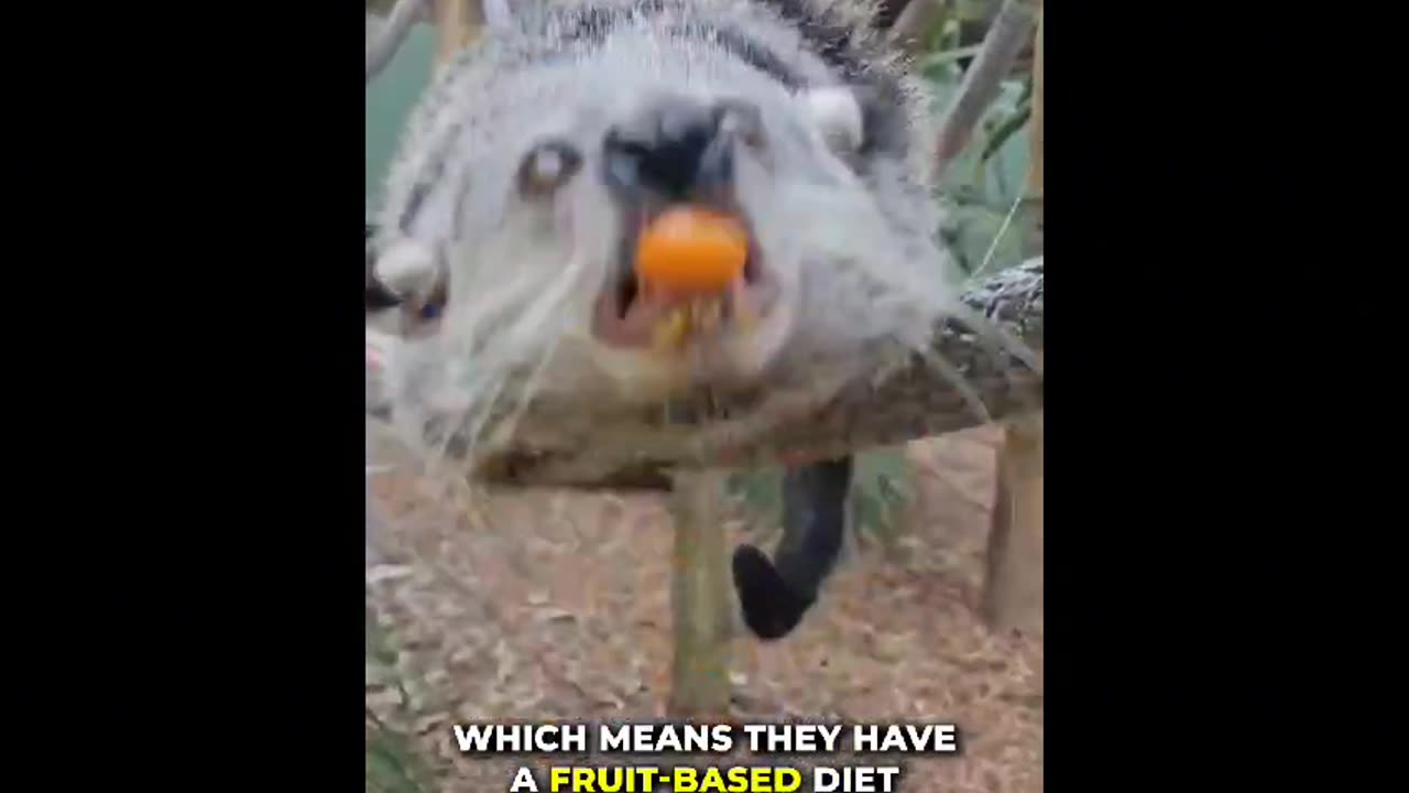 Binturong | A Popcorn Bear