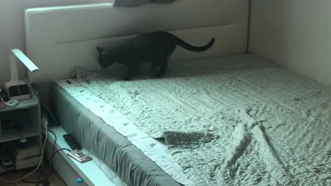 cat pees on the bed