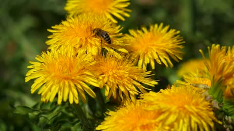 Spring time in my garden