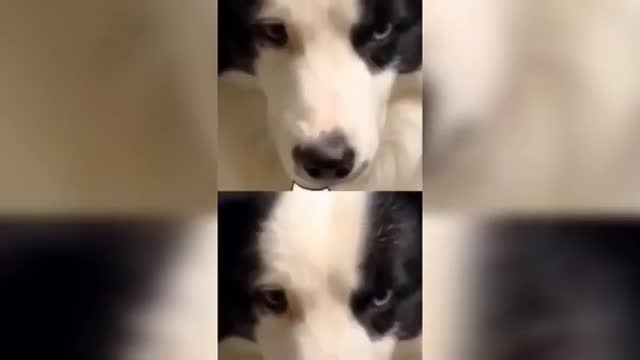 Funny Animals Videos Compilation. 436/// Funny Dogs videos.