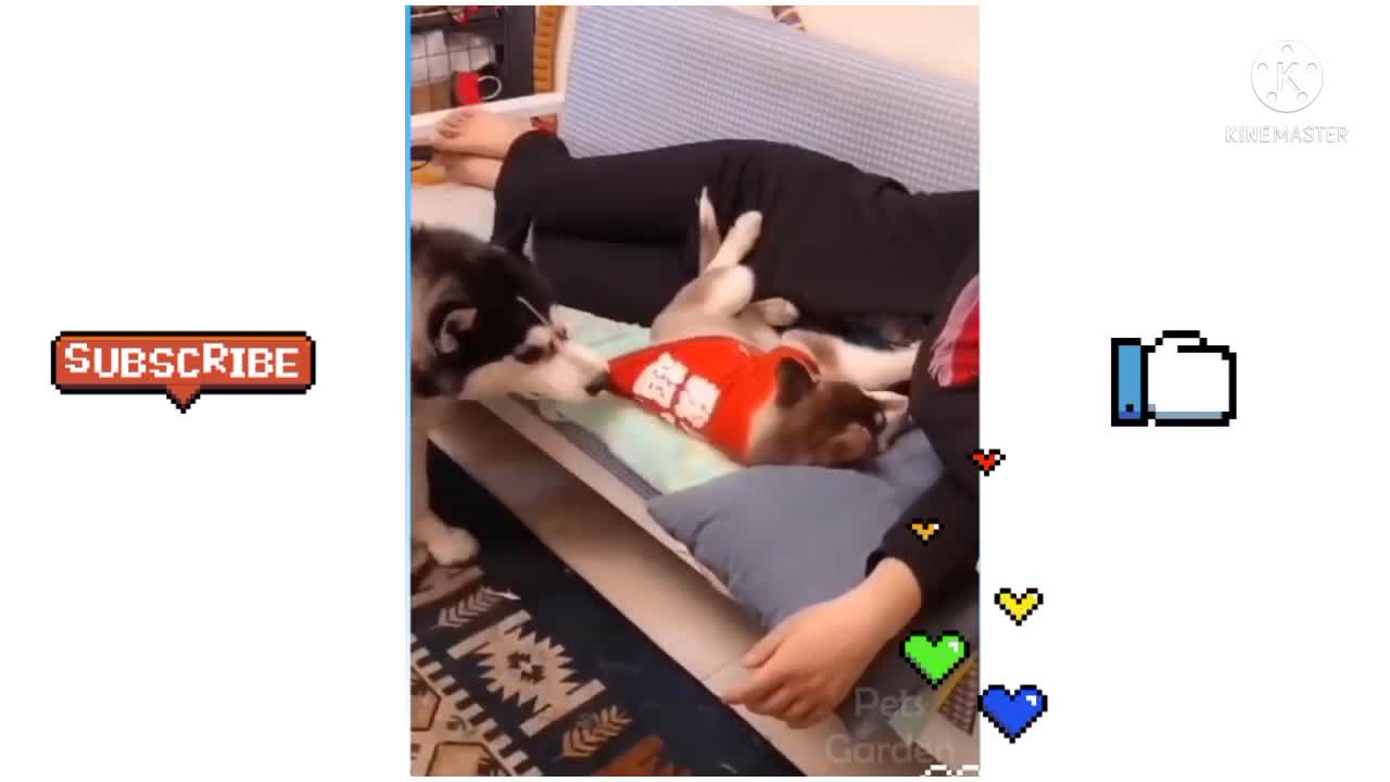 Cute animals funny videos