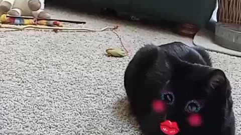 My Cats Have Made A Disturbing Choice Today