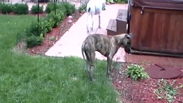 Cachorro de Gran Danés no se cansa de explotar burbujas