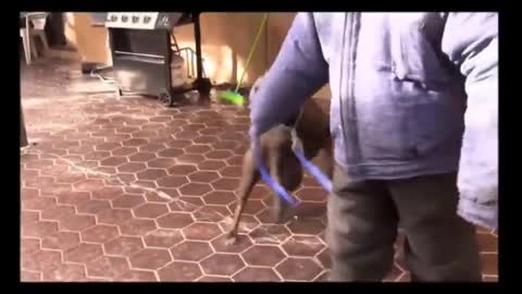 Aggressive Training For your Dog 100%
