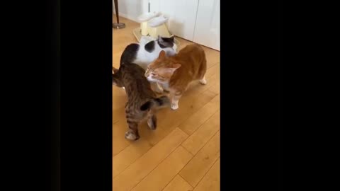 Funny cats and dogs compilation video
