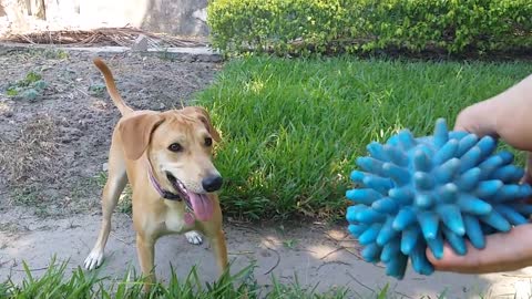 No Nonsense Dog's