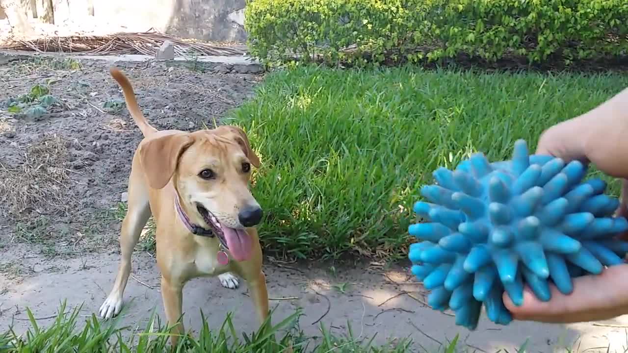 No Nonsense Dog's