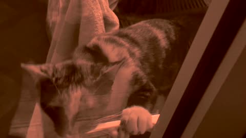 Cat Wants the Door Open