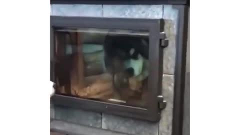 Cute But Scary Dog Status | Epic twist