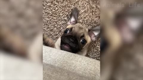 Funniest Dogs And Cats Videos Best Funny Animal Videos of the 2021