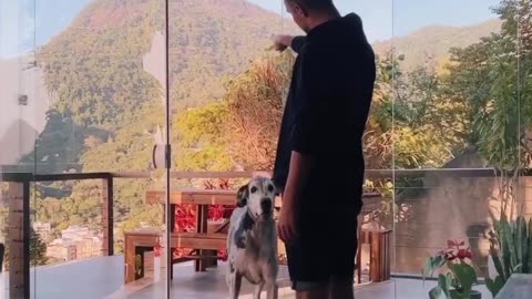 A brilliant smart Dog?