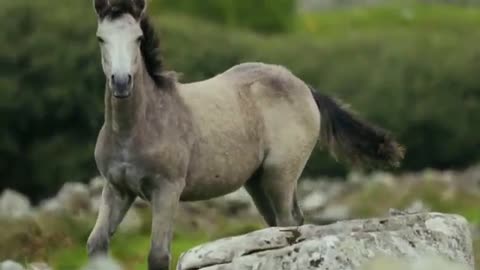 Funny Horse 🐎🐎🐎🐎🐎🐴🐴🐴🐴🐎🐎🐎