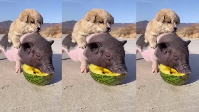 Motorcycle du du du - FUNNY | Best Funny Pig | Caring Dog of Goat Kids