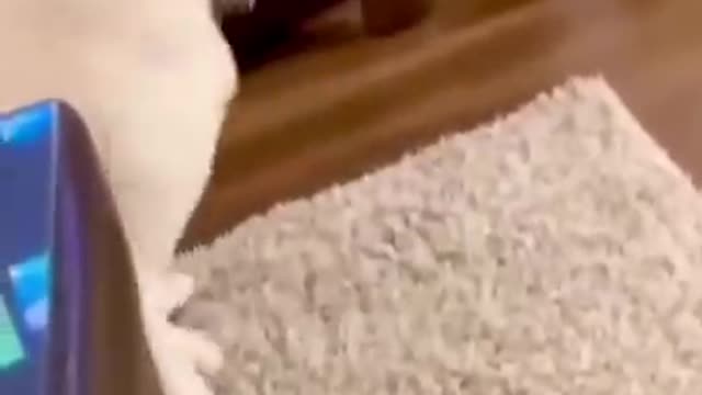 Best of these amazing funny animals 2022