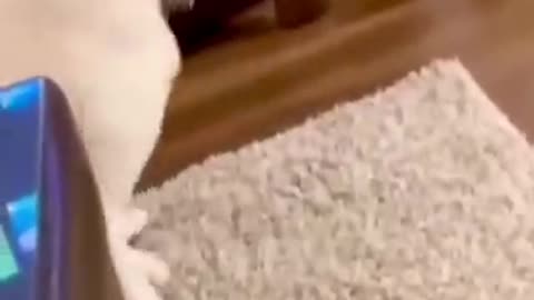 Best of these amazing funny animals 2022