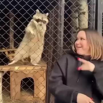 Cute animals who like to dance