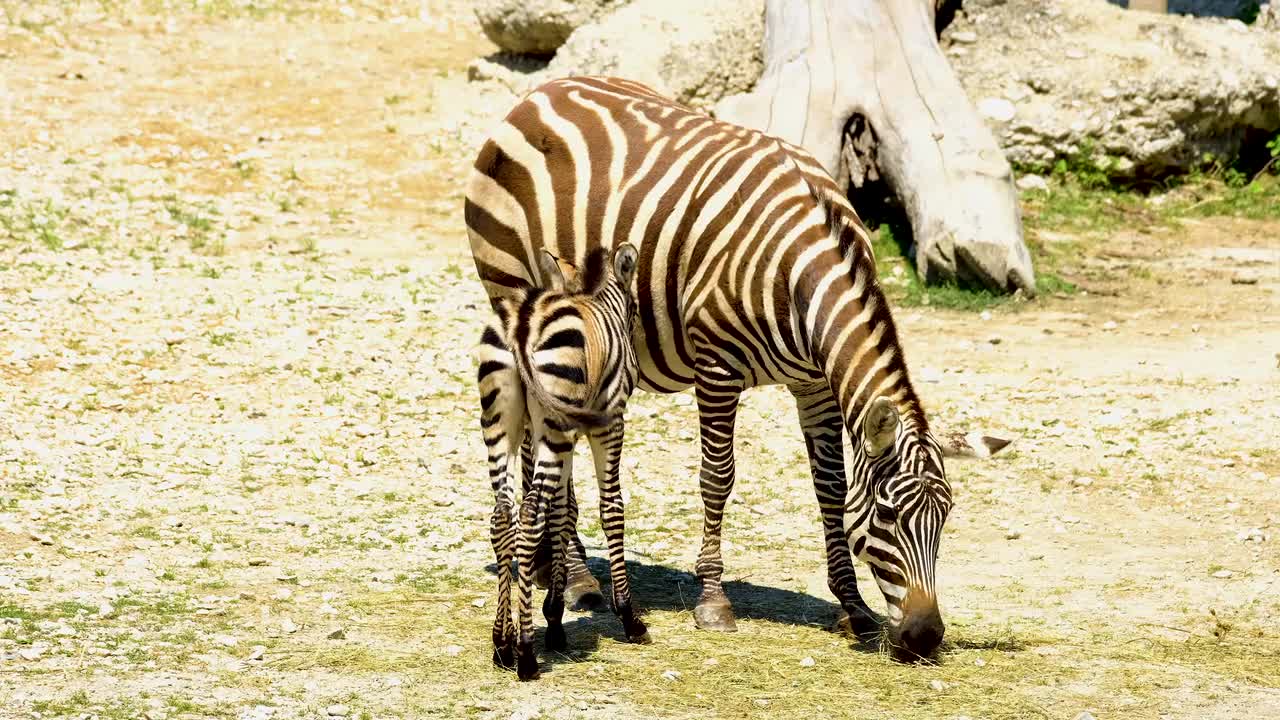 Zebra #shorts video