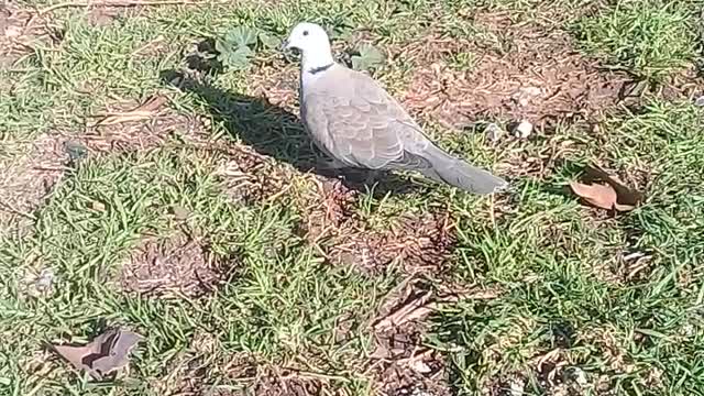 They saw this pigeon searching for its mother