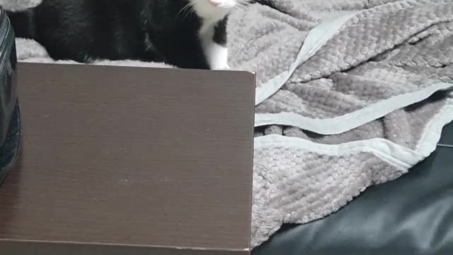 The common behavior of cats all over the world.