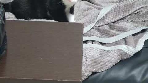 The common behavior of cats all over the world.