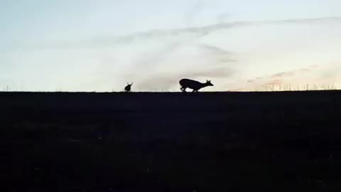 The Chase is on!