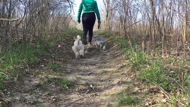 dogs following their owner in the forest