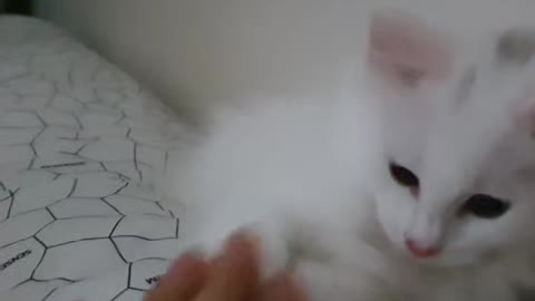 Cute cat playing on the pillow