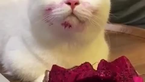 cute cat videos 😹 funny videos 😂 2😻 #shorts