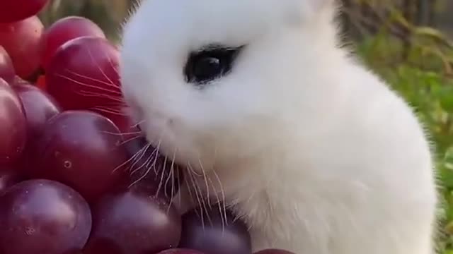 White rabbit's grapes