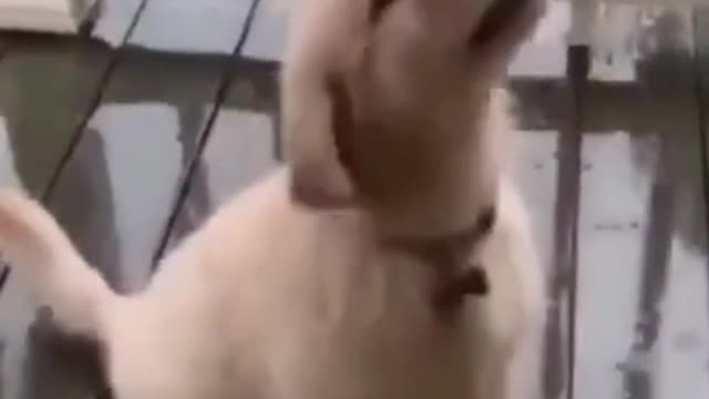 63- Cute, cute and happy as they should be #funny