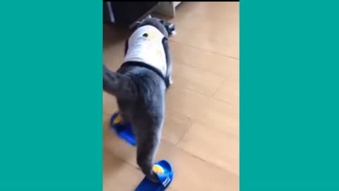 Funny cats playing and falling