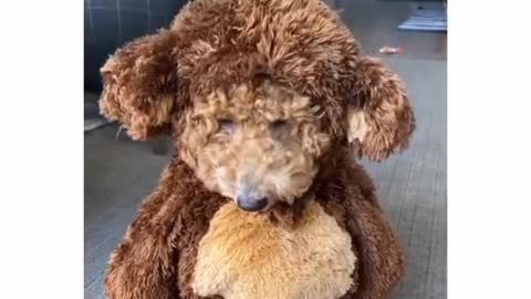 funny dogs