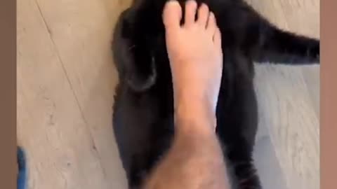 Cat funny video