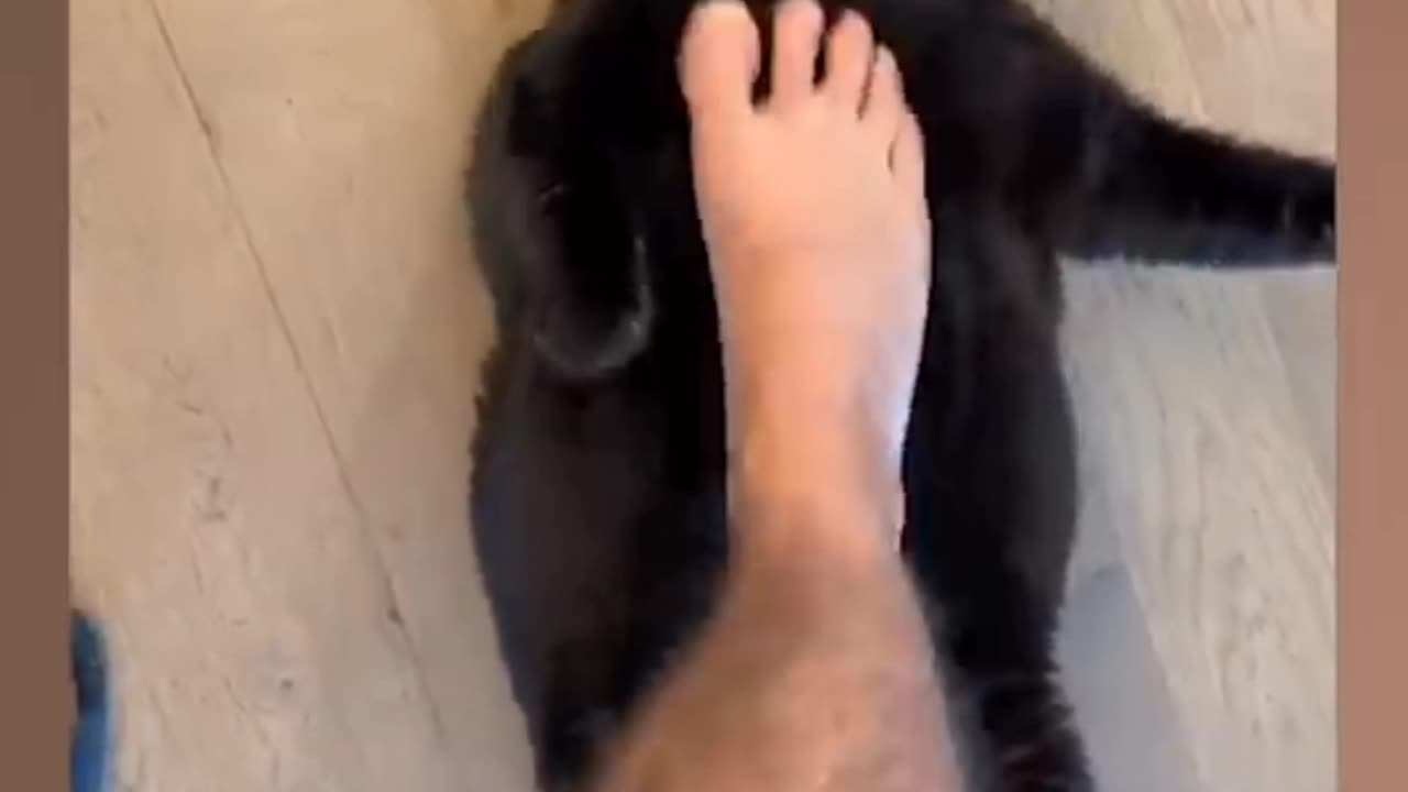 Cat funny video