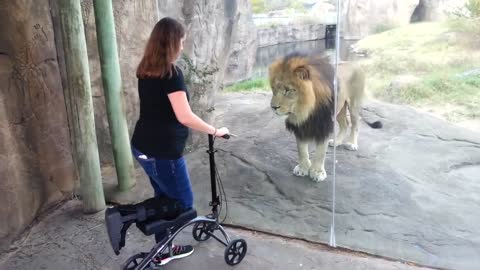 what lion want