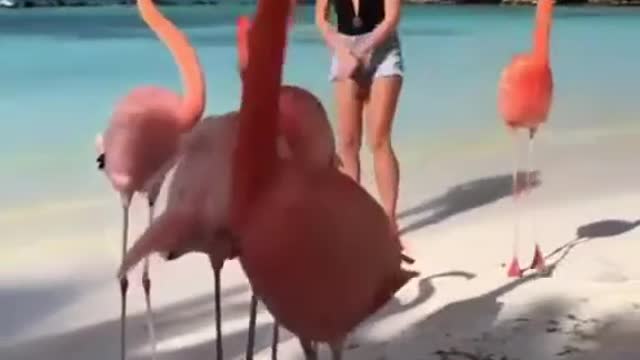 Cranes follow the girl's movement