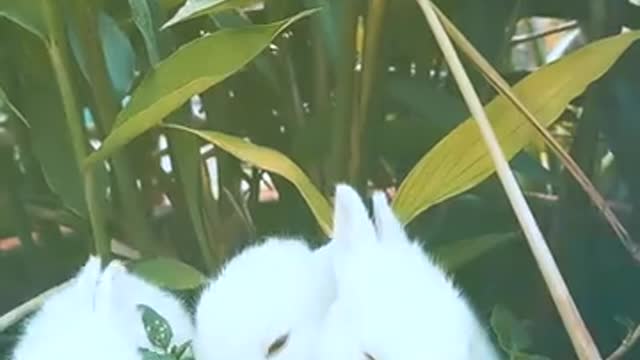 Small rabbits eat from one place