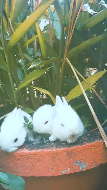 Small rabbits eat from one place