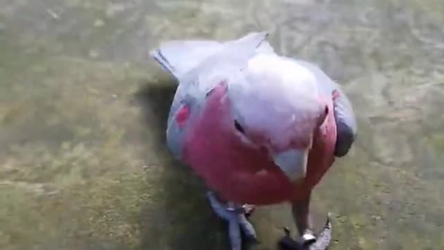 Weight lifting Telent by parrot.