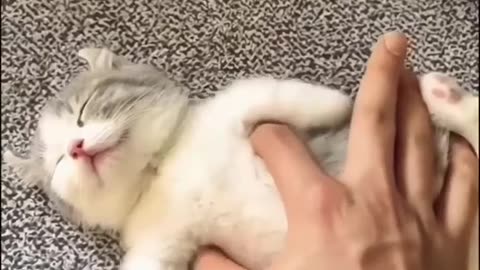 Cute cat attitude status