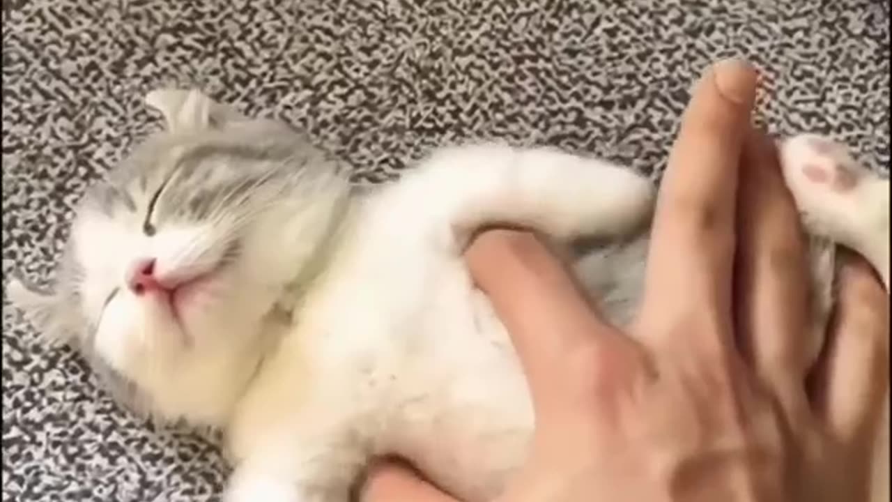 Cute cat attitude status