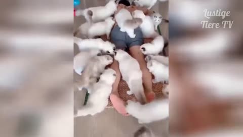 Funny Animals
