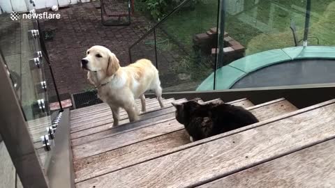 Cute dog is too scared to walk up the stairs and past the cat in New Zealand