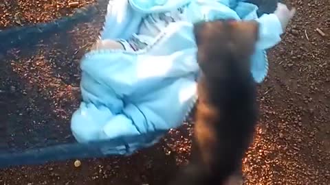 The dog gave a hammock to the super cute little owner