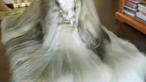 My God that’s a big hair doggo 😱