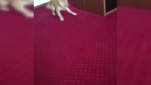Funny shiba inu running around a table