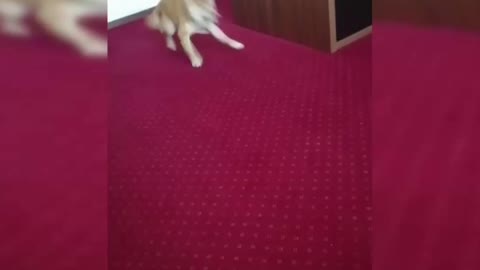 Funny shiba inu running around a table