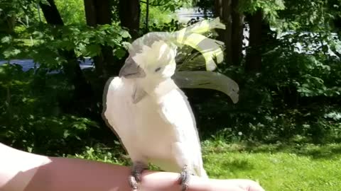 How Do You Do Cockatoo?